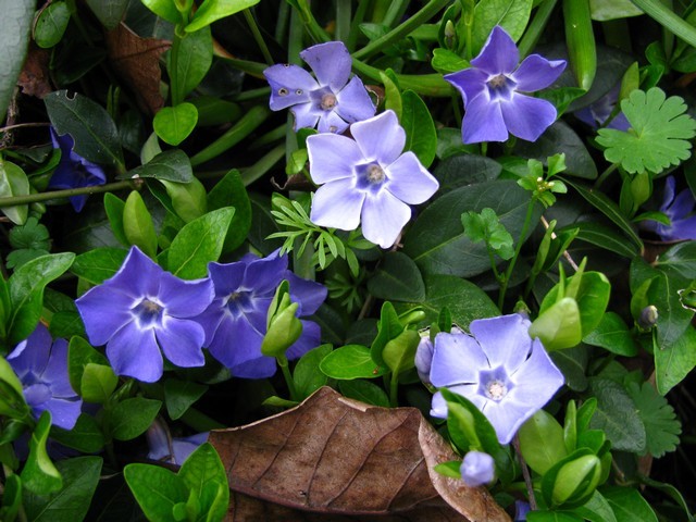 Vinca minor