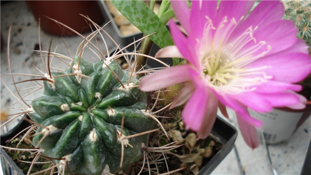 lobivia  cvate