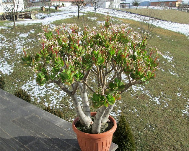 Crassula ovata