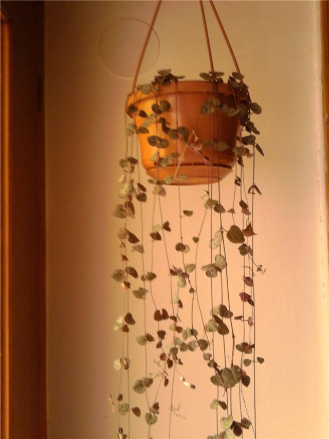 Ceropegia