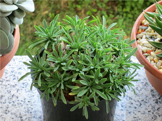 Euphorbia bupleurifolia susannae