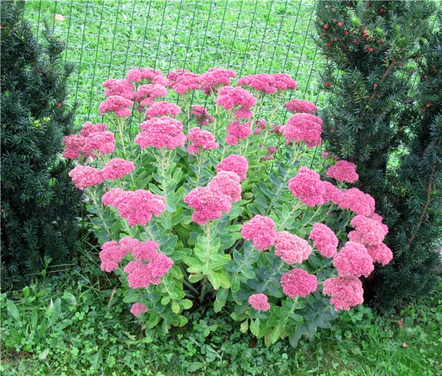 Sedum Herbstfreude