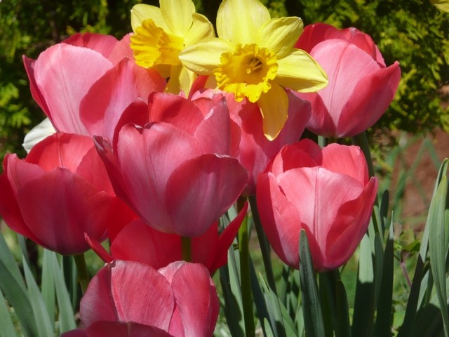 tulipani