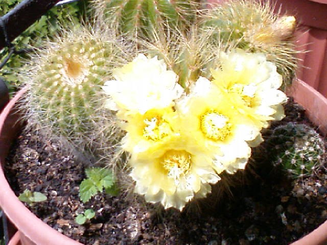 Kaktus (Eriocactus warassii)