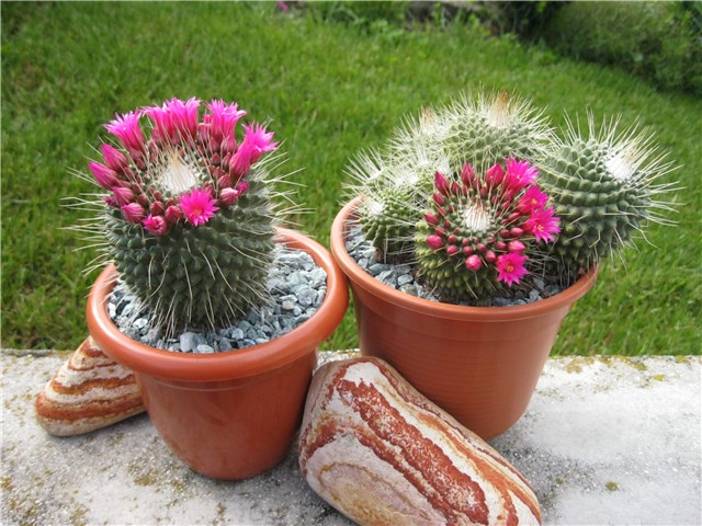 Mammillaria spinosissima Un Pico