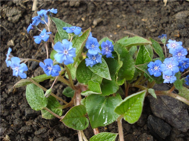 Omphalodes