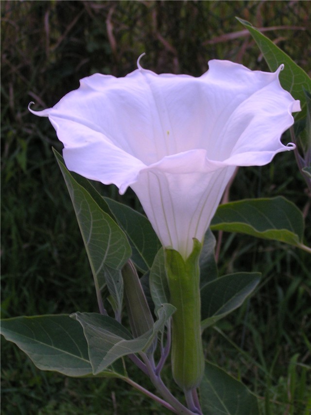 datura