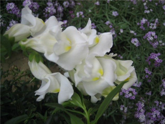 Zijevalica bijela