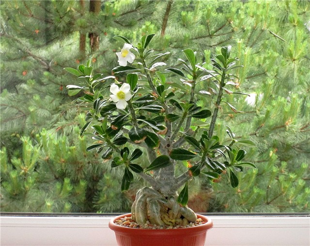 Adenium obesum