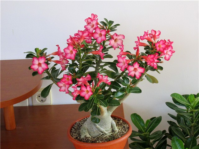 Adenium obesum