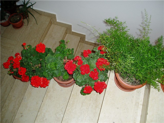 cvijeće8