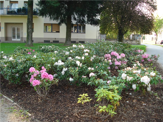 koprivnica