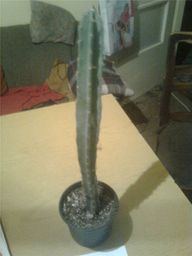 kaktus1