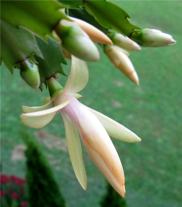 Schlumbergera