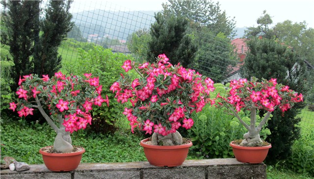 Adenium obesum