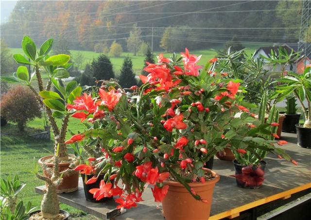 Schlumbergera truncata