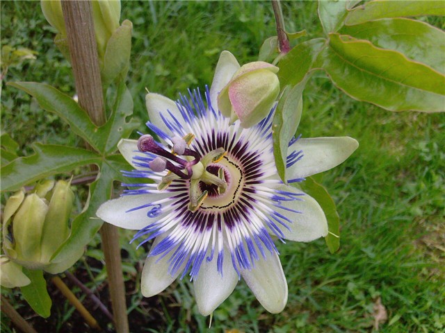 passiflora