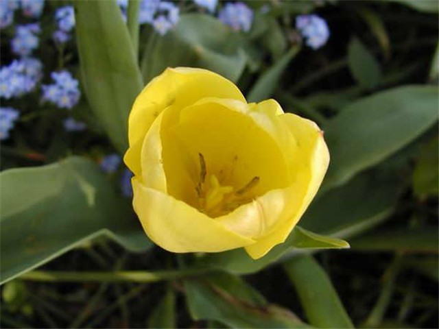 Tulipani