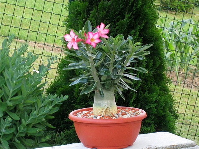 Adenium arabicum