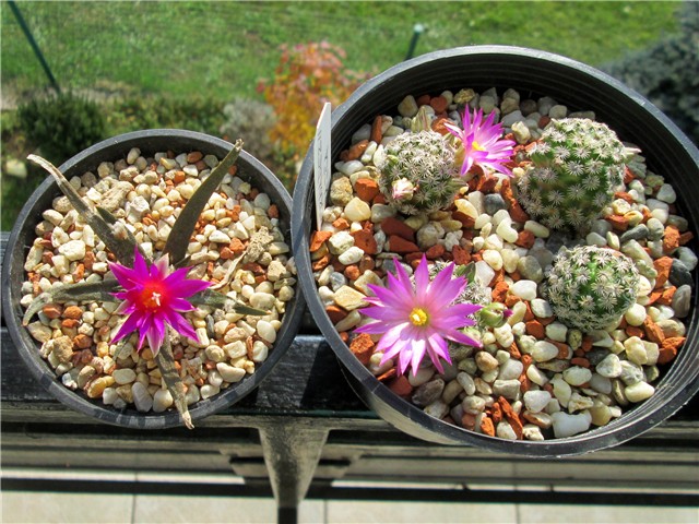 agavoides - hernandezi