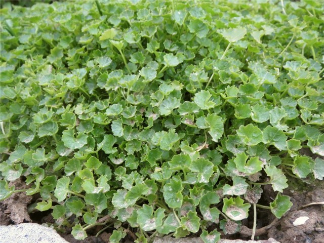 campanula