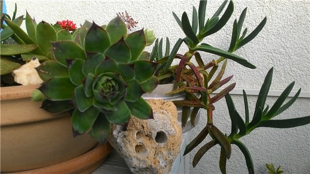 moj balkon