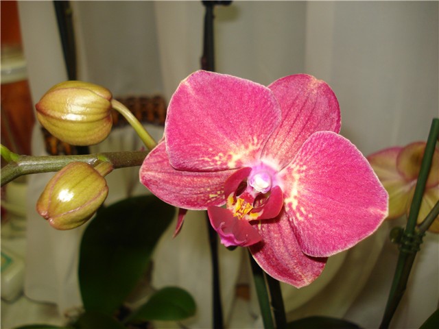 orhideja phal
