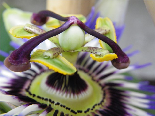 passiflora