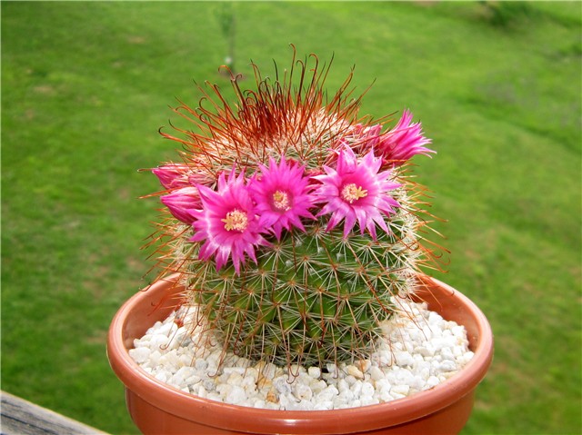 Mammillaria
