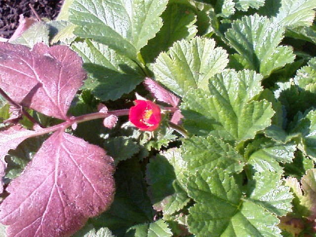 Geum Coccineum