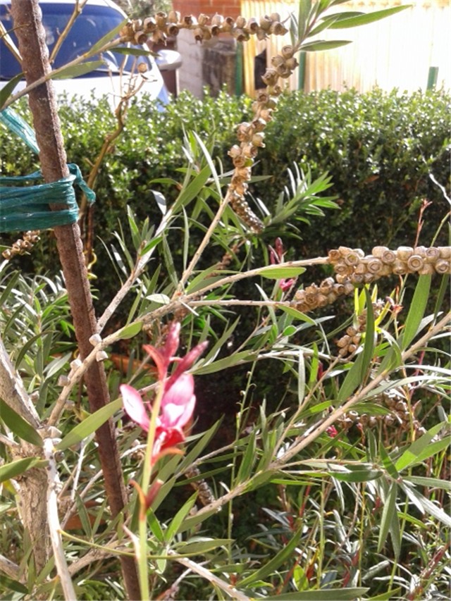 gaura