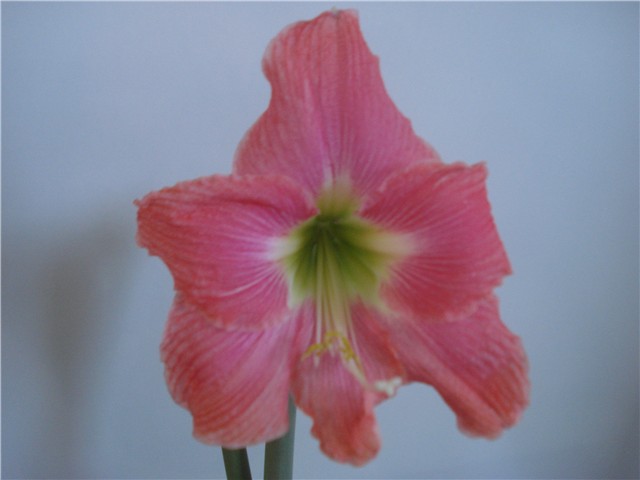 amarilis