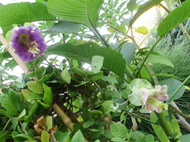 vilac - lat.cobaea scandens