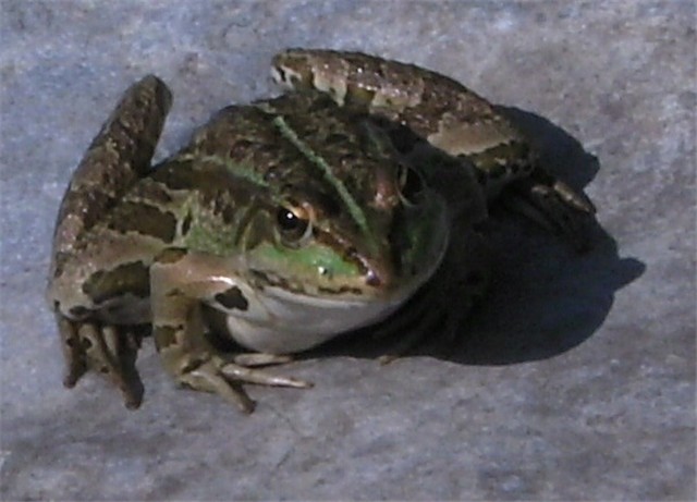 Žabac Pancho