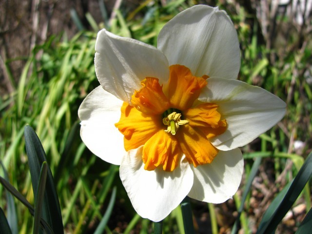 Narcissus 