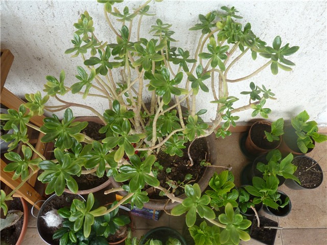 cvijet