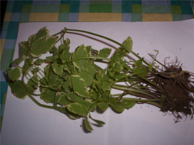 Horti%20-flanci%20