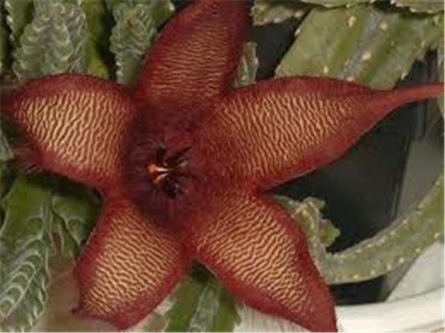 stapelia