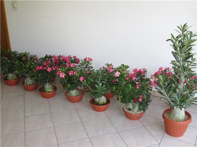 Adenium obesum