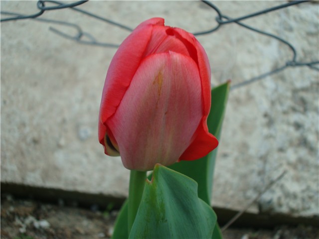 tulipani crveni