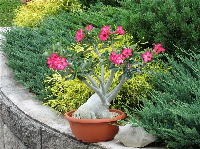 Adenium arabicum