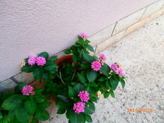 lantana