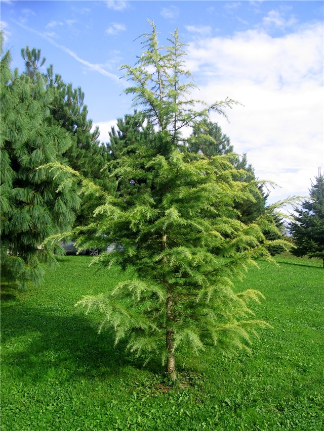 Cedrus deodara Auera