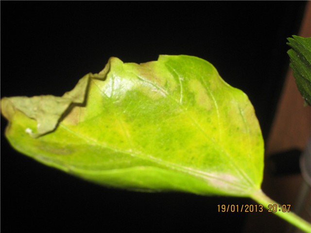 cvijet