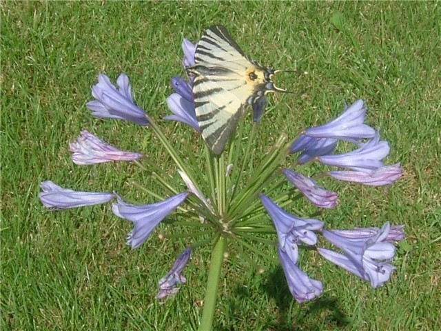 agapanthus i leptir