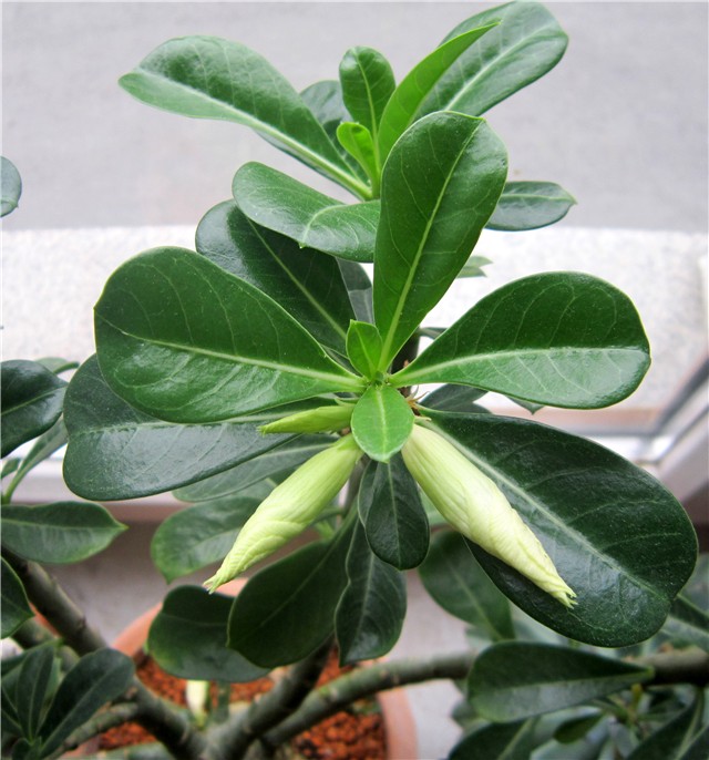 adenium