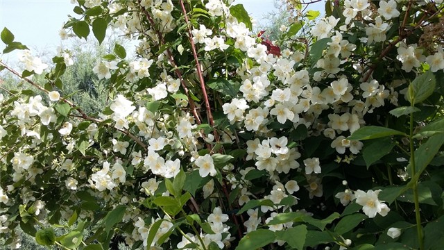 jasmin