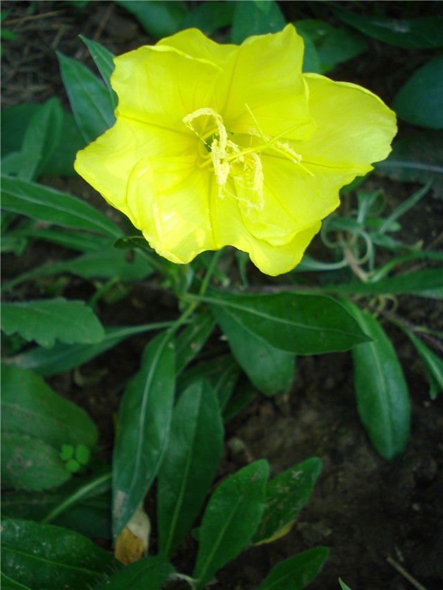 Nešto novo by horti