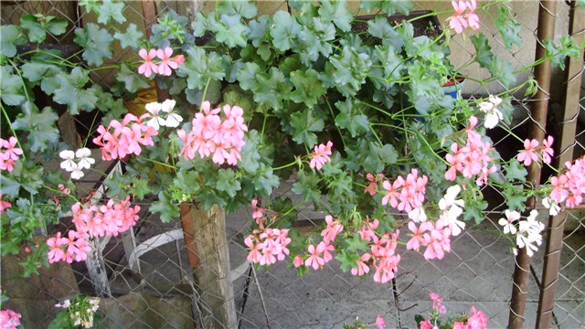 pelargonije