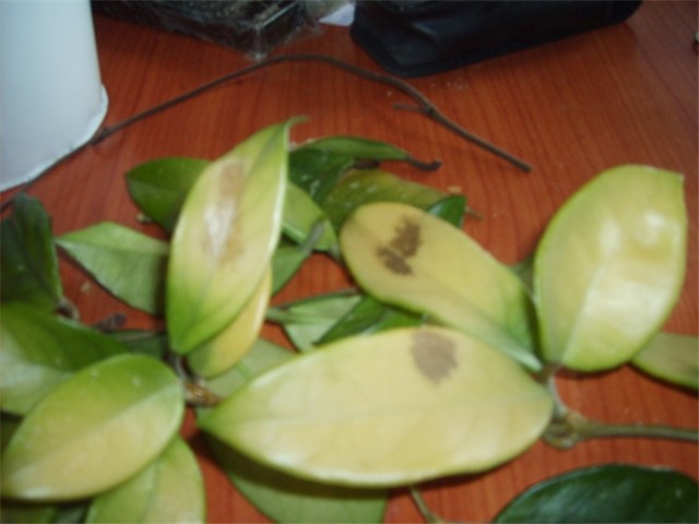 hojica 
